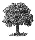 Illustration of the the Great Oak tree